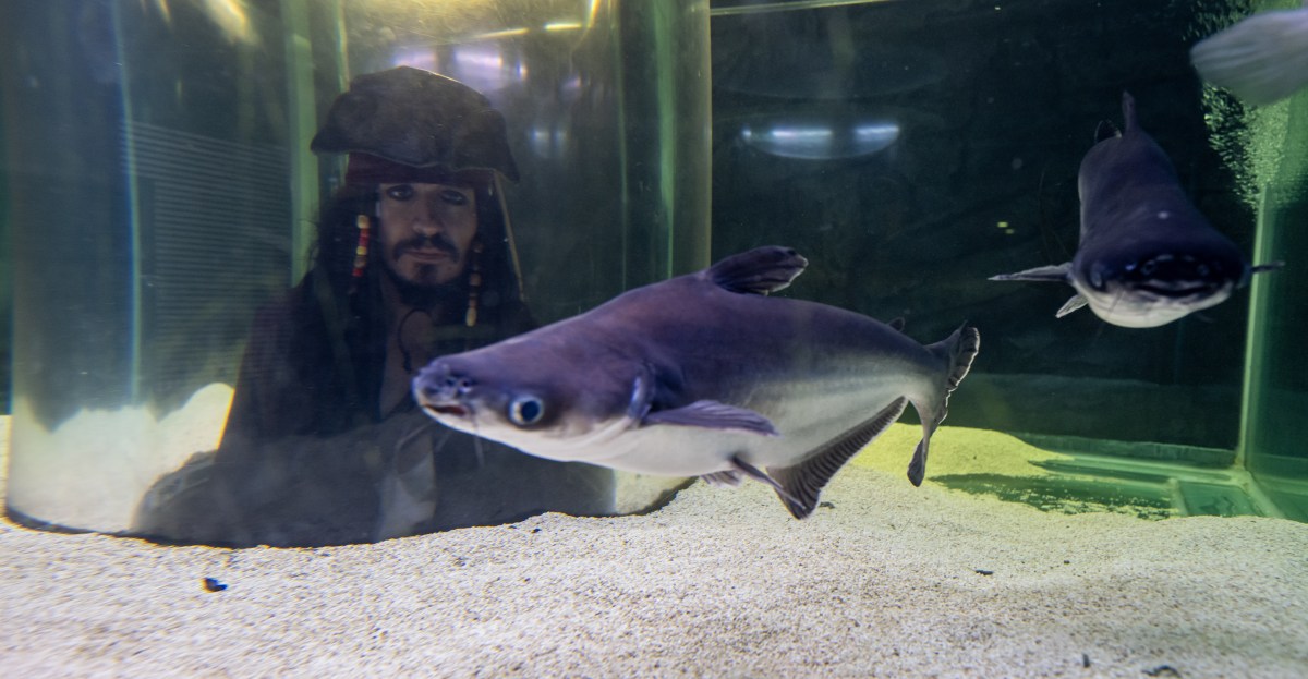 Paul Skenes and the Pittsburgh Pirates vs. Boston Red Sox. TV info.