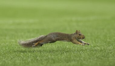 Red Sox-Yankees game delayed by squirrel on field at Yankee Stadium