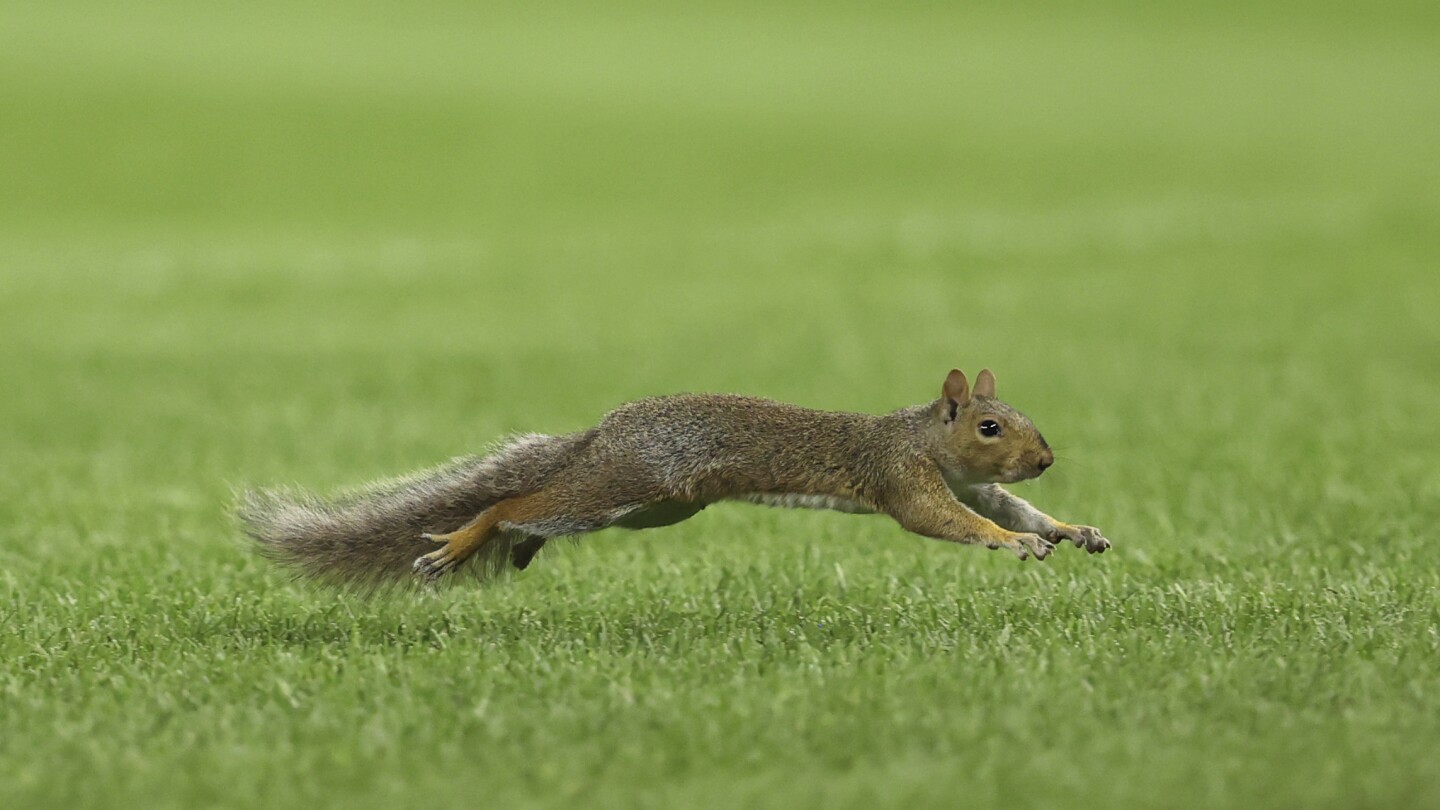 Red Sox-Yankees game delayed by squirrel on field at Yankee Stadium