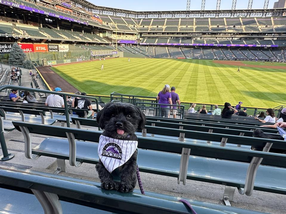 A small black dog sticks out his tongue at a Colorado Rockies game.