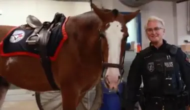 Toronto Police Service holding Blue Jays' George Springer to promise by pledging a horse to ride