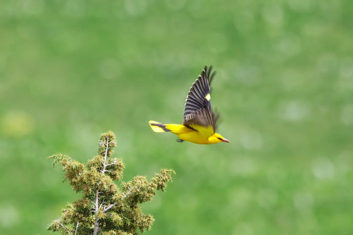 Download app from appStore