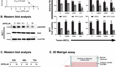 Reply to: “The non-cytotoxic small molecule NPB does not inhibit BAD phosphorylation and forms colloidal aggregates”