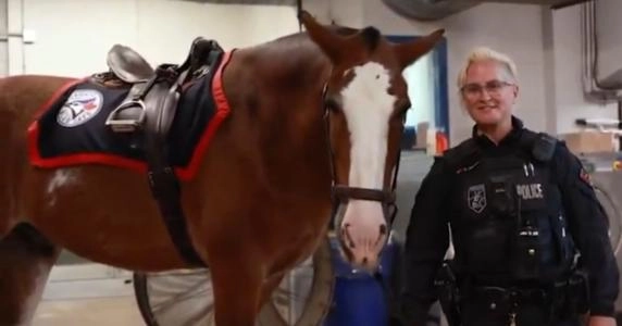 Toronto Police Officer pledging one of their horses for George Springer to ride Toronto Police Officer pledging one of their horses for George Springer to ride