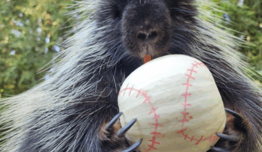 PDZA, Northwest Trek Join Mariners Postseason Excitement | Style