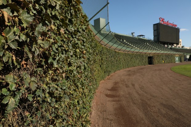 Ivy covers the left field wall at Wrigley Field on Oct. 16, 2017. (Chris Walker/Chicago Tribune)