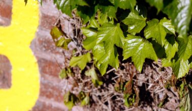 The original ivy at Wrigley Field is planted