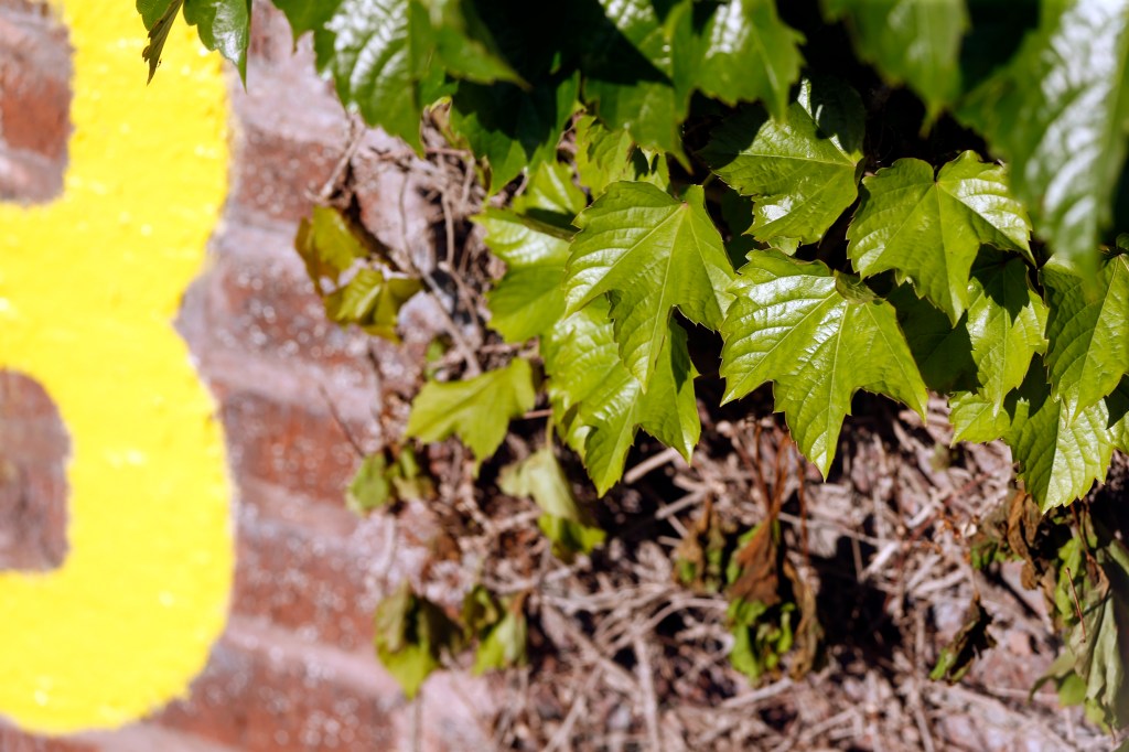 The original ivy at Wrigley Field is planted