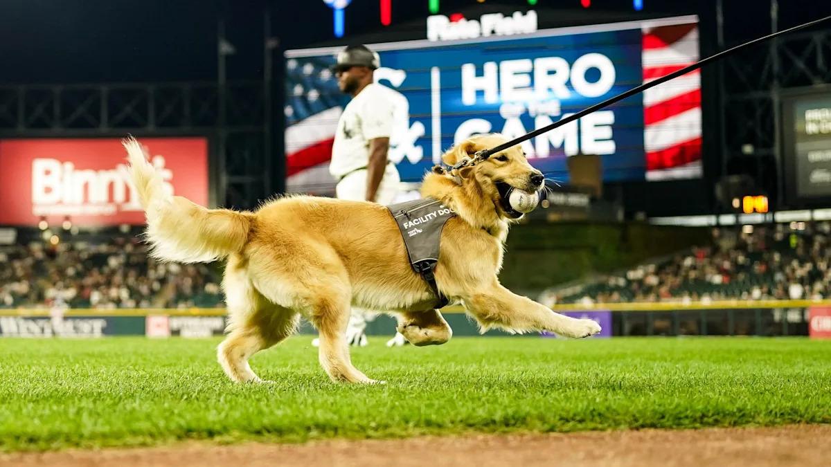 Download app from appStore