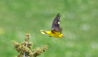 Pérez leaves with injured shoulder, White Sox leave with injured pride