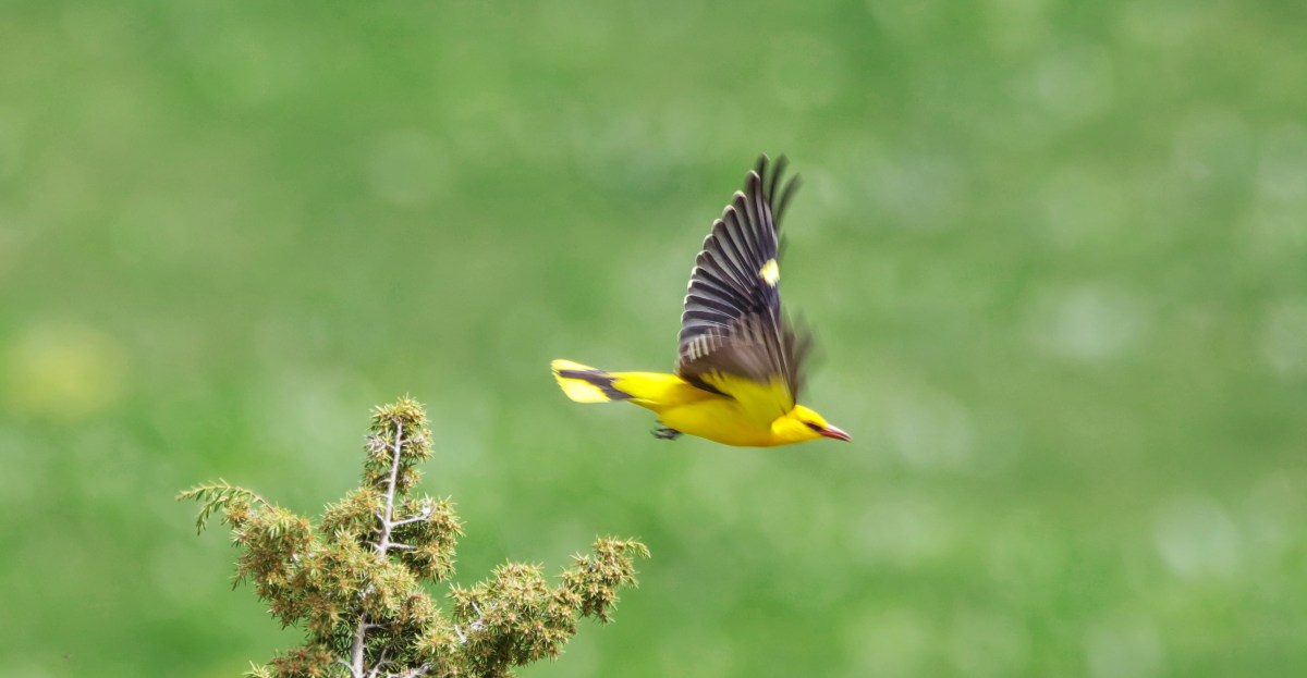 Pérez leaves with injured shoulder, White Sox leave with injured pride