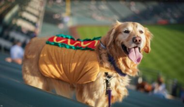 A dog's-eye view of Bark at the Park