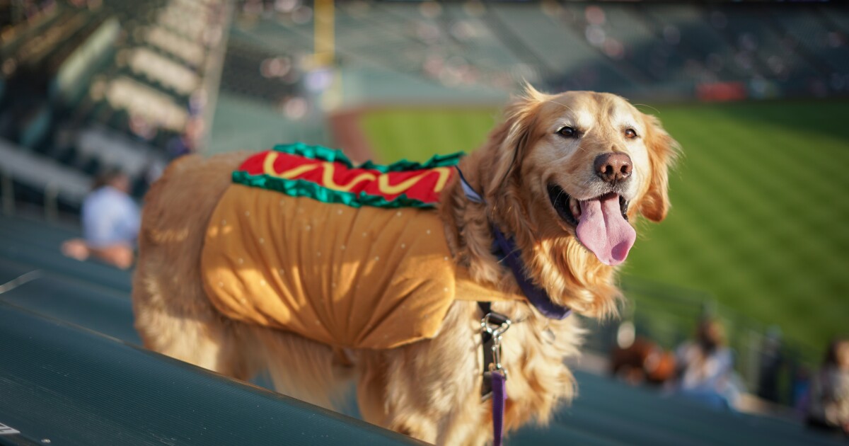 A dog's-eye view of Bark at the Park