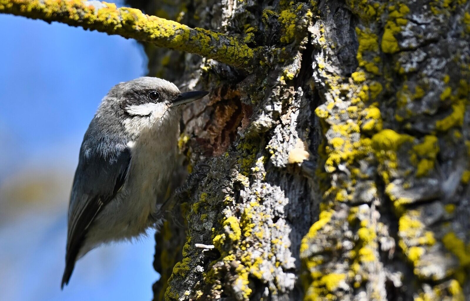 Blane Klemek Outdoors: Encountering pygmy nuthatches in the Colorado Rockies