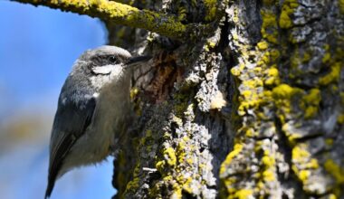 Blane Klemek Outdoors: Encountering pygmy nuthatches in the Colorado Rockies