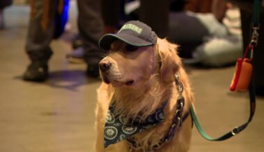 'Party animals' cheer Mariners to victory in ALCS Game 2