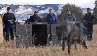 FILE - In this photo provided by Colorado Parks and Wildlife, wildlife officials release five gray wolves onto public land in Grand County, Colo., Monday, Dec. 18, 2023. (Colorado Natural Resources via AP, File)