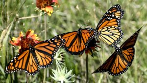 Four Royals named finalists for 2025 Silver Slugger Awards