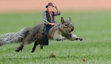 Trivia column this week on Cardinal postseason baseball | Columns