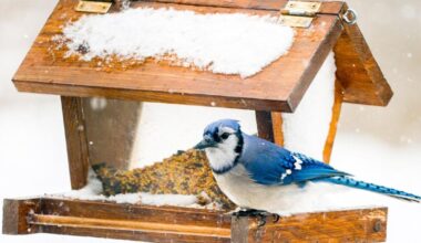 Do the Toronto Blue Jays take after the bird? Seattle expert weighs in | Mariners