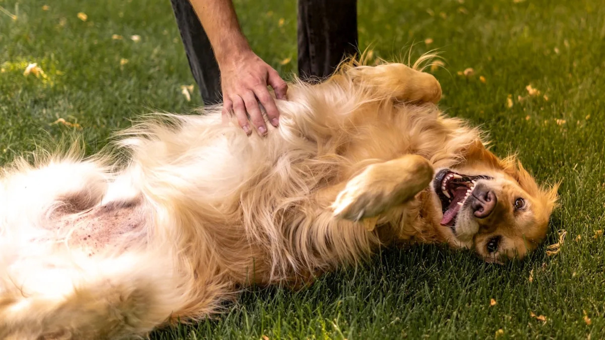 Download app from appStore