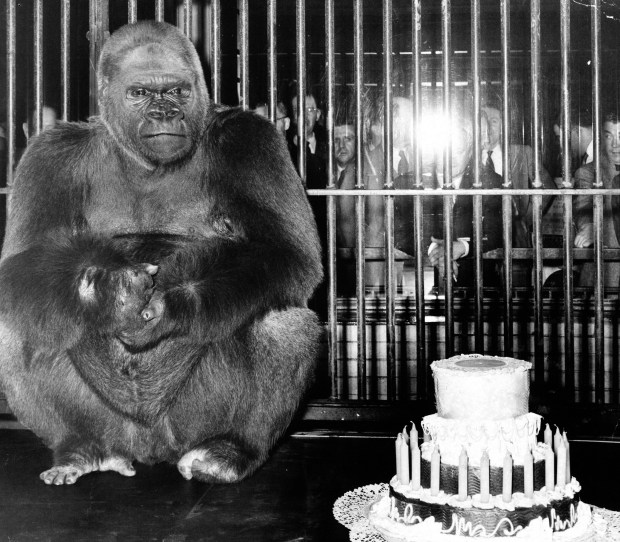 Chicago's legendary Bushman in his cage at the Lincoln Park Zoo cage on his 22nd birthday, circa 1950. (Chicago Tribune historical photo)