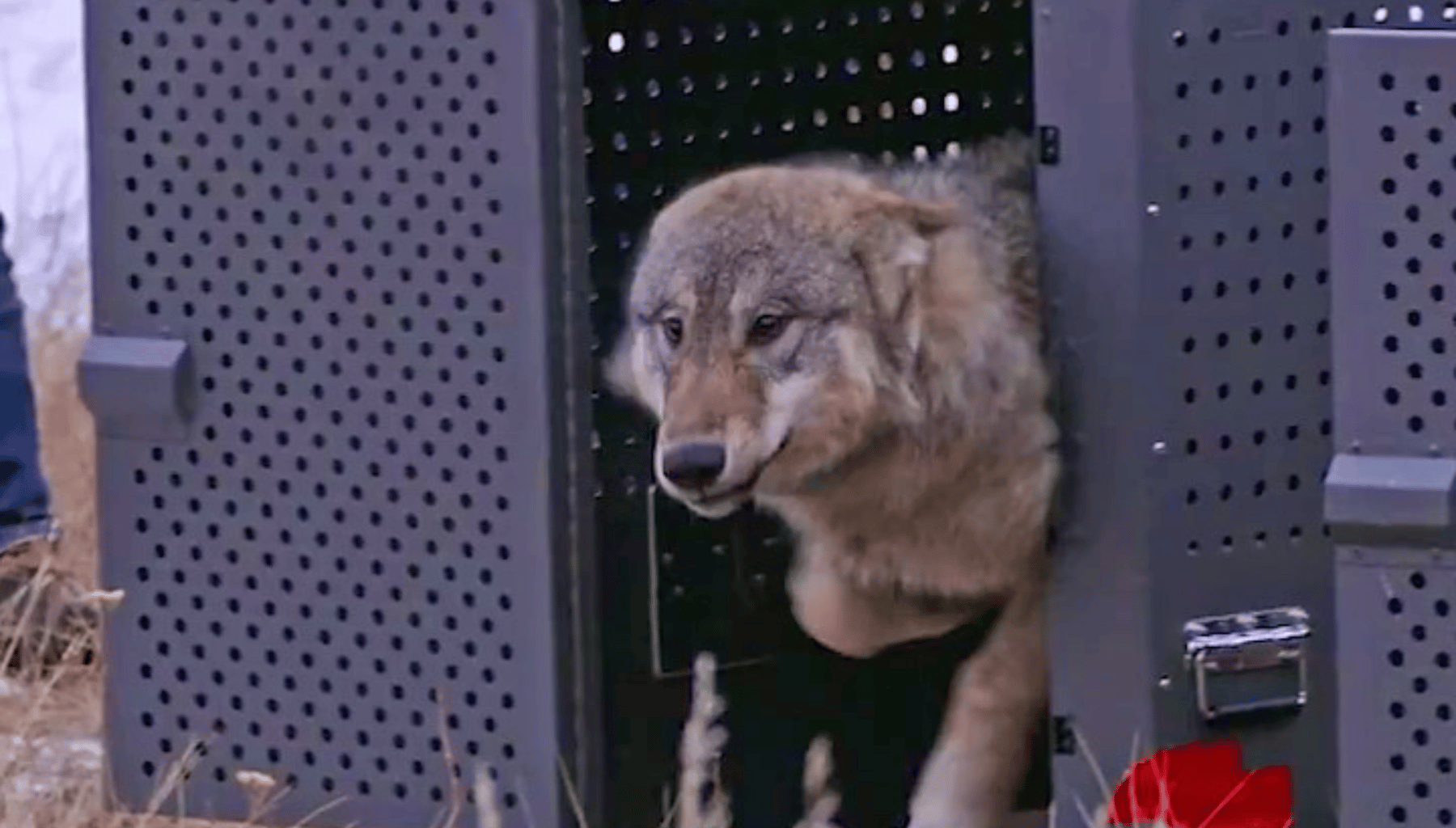 Trump administration tells Colorado wolves must come from U.S. Rockies states, not Canada