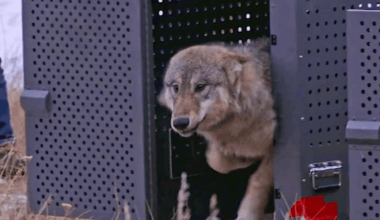 Trump administration tells Colorado wolves must come from U.S. Rockies states, not Canada