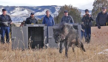 Trump administration tells Colorado wolves must come from U.S. Rockies states, not Canada