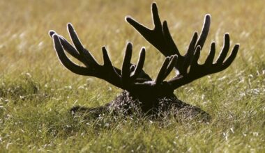 Postseason Game Discussion, #21 | AZ Snake Pit