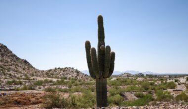 Guardians News and Notes: Surprise Saguaros Go to 5-1