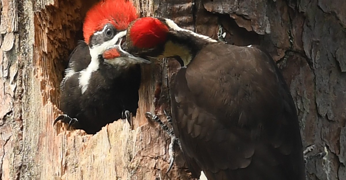 Fayetteville Woodpeckers Top Performers in 2025