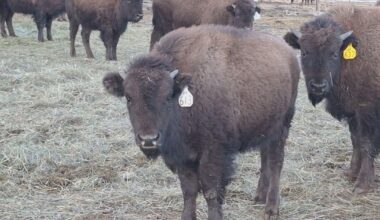 CU Boulder's newest Ralphie buffalo has deep Colorado roots