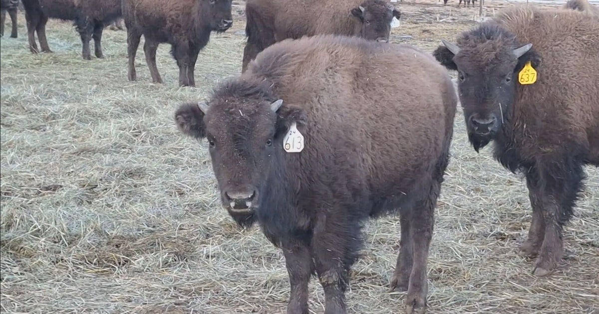 CU Boulder's newest Ralphie buffalo has deep Colorado roots