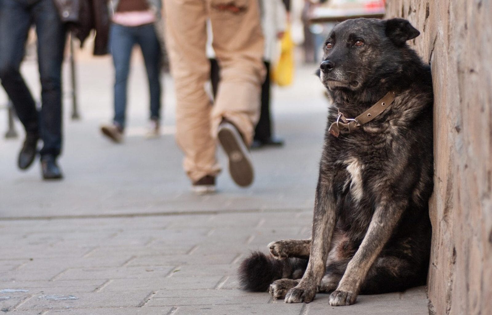 Ban the ‘Mets Dog’ Act and Protect Animals From Exploitation – One Green Planet