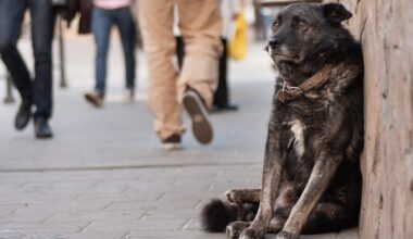 Ban the ‘Mets Dog’ Act and Protect Animals From Exploitation – One Green Planet