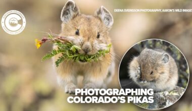 The art of photographing Colorado’s pikas – and why it matters: 'We're lucky'