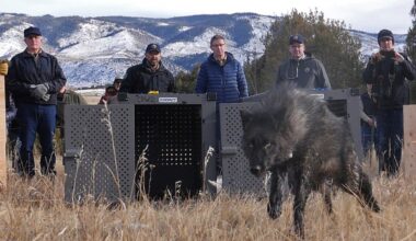 Trump administration tells Colorado wolves must come from U.S. Rockies states, not Canada