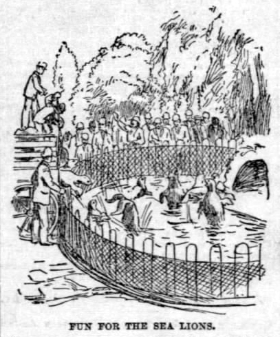 Sea lions arrived at Lincoln Park Zoo by train in July 1889. Nineteen of the 21 animals shipped to Chicago from Santa Barbara, California survived. (Chicago Tribune)