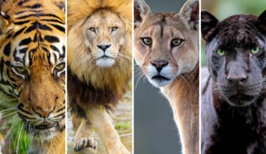 Why Detroit Teams Have Cat-Inspired Names