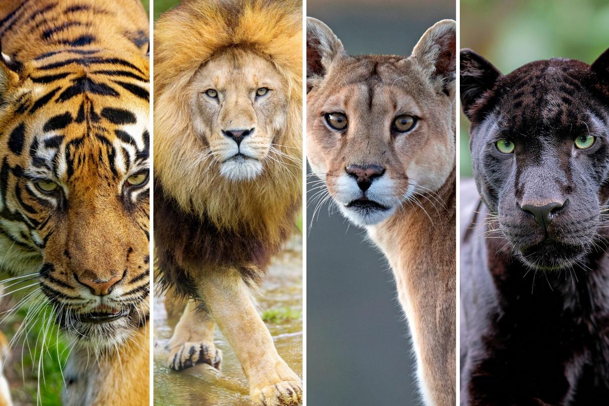 Why Detroit Teams Have Cat-Inspired Names