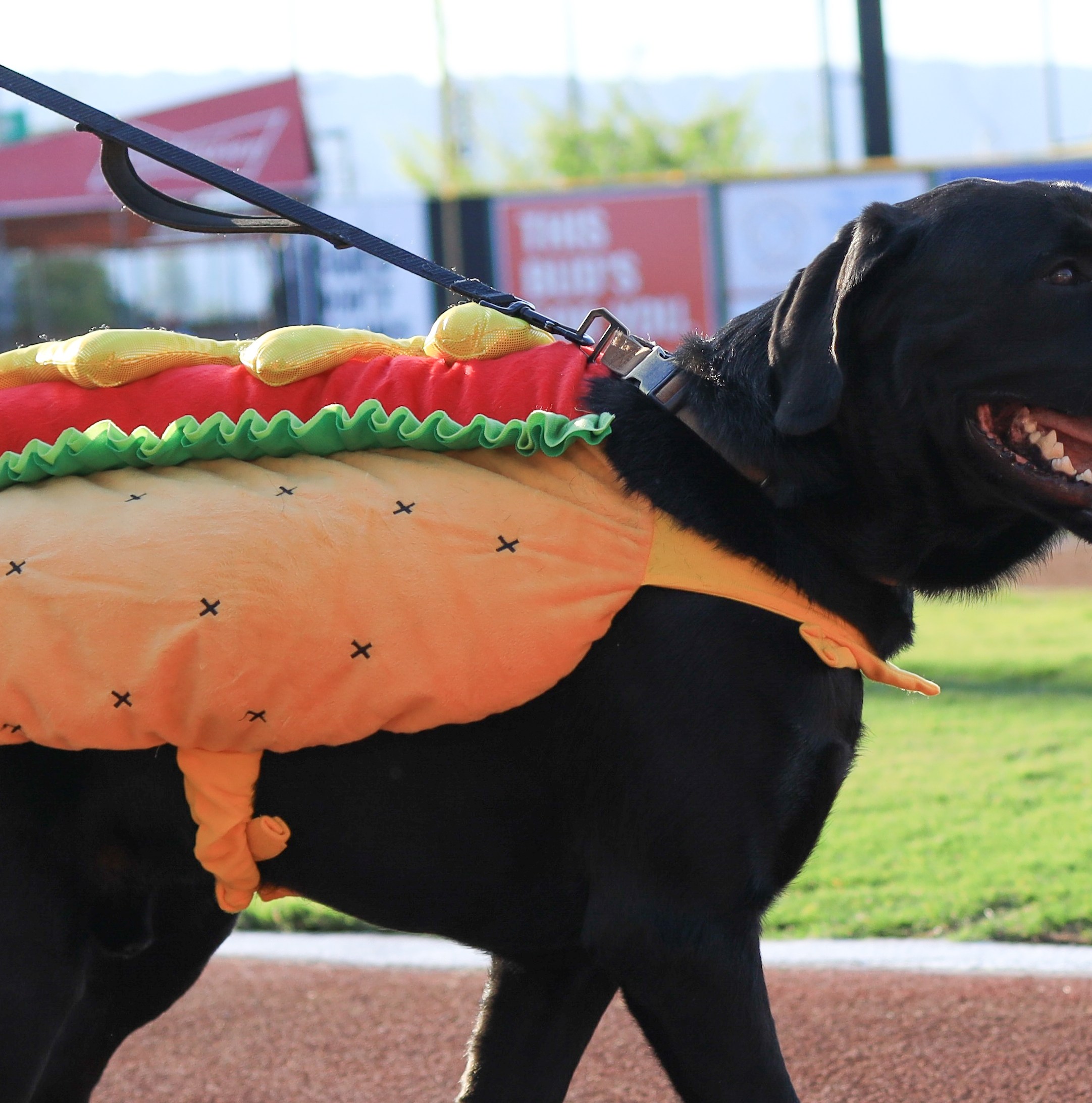 Friday morning Rangers things