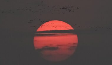 Snake Bytes, 11/3: The Offseason begineth