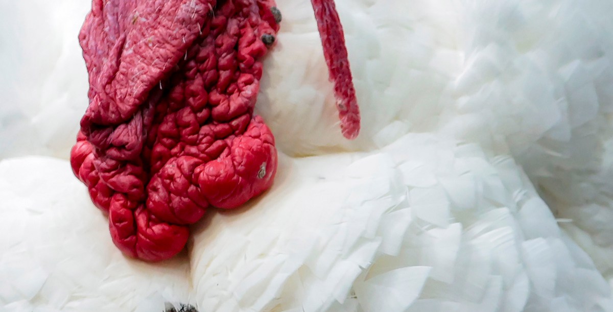 What baseball thing are you gonna be thankful for next Thanksgiving?