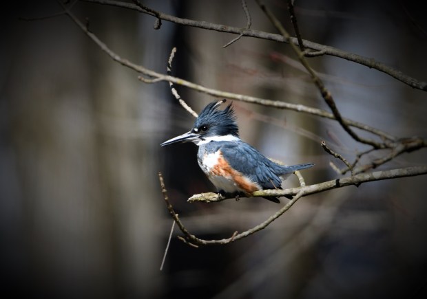 The belted kingfisher are another bird that is part of the annual Christmas Bird Count. (Photo courtesy of Tom Tatum)