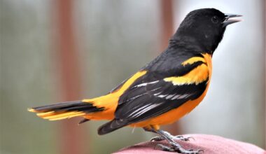 Annual Audubon Christmas Bird Count is now in play