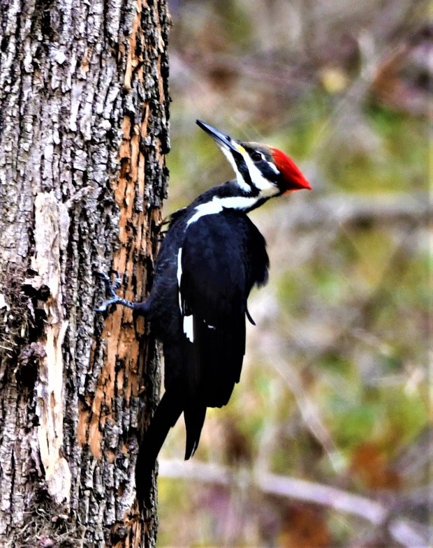 Piliated woodpeckers are one of the many species that are part of the Audubon Christmas Bird Count. (Photo courtesy of Tom Tatum)