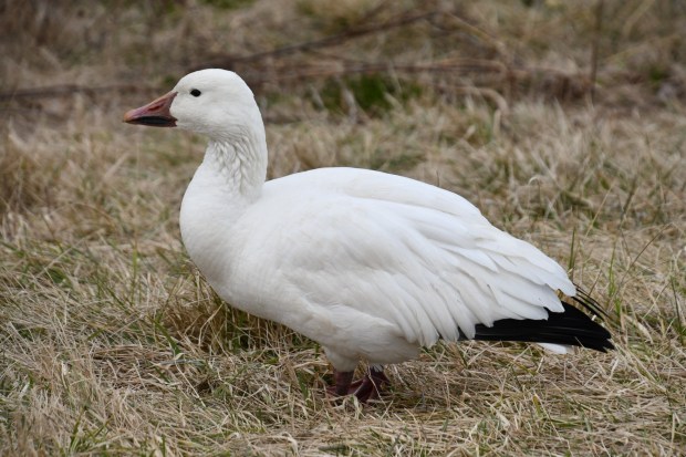 Hundreds of snow geese were recently found dead at a quarry in Northampton County. Bird flu is the suspected cause of death for the birds. (Photo courtesy of Tom Tatum)