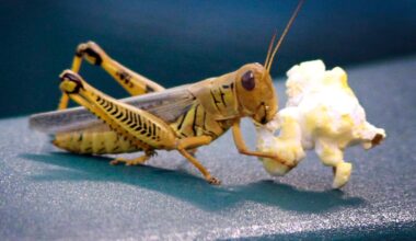 Sunday morning Rangers things | Lone Star Ball