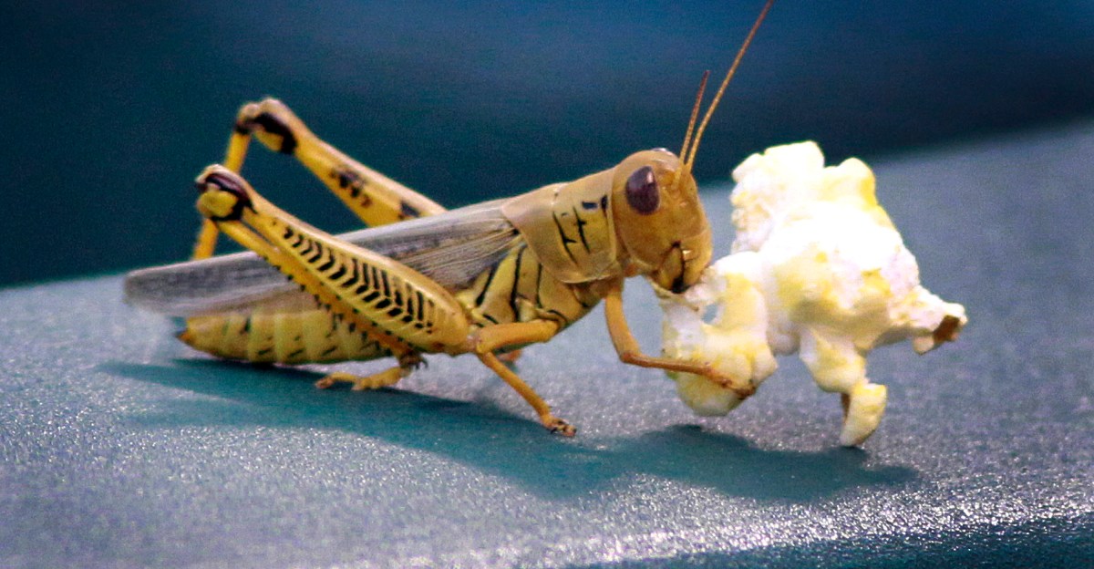 Sunday morning Rangers things | Lone Star Ball